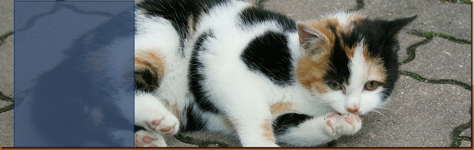 Katze - Wachlbacherhof