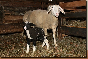 Schaf mit Lamm, geboren am Wachlbacherhof